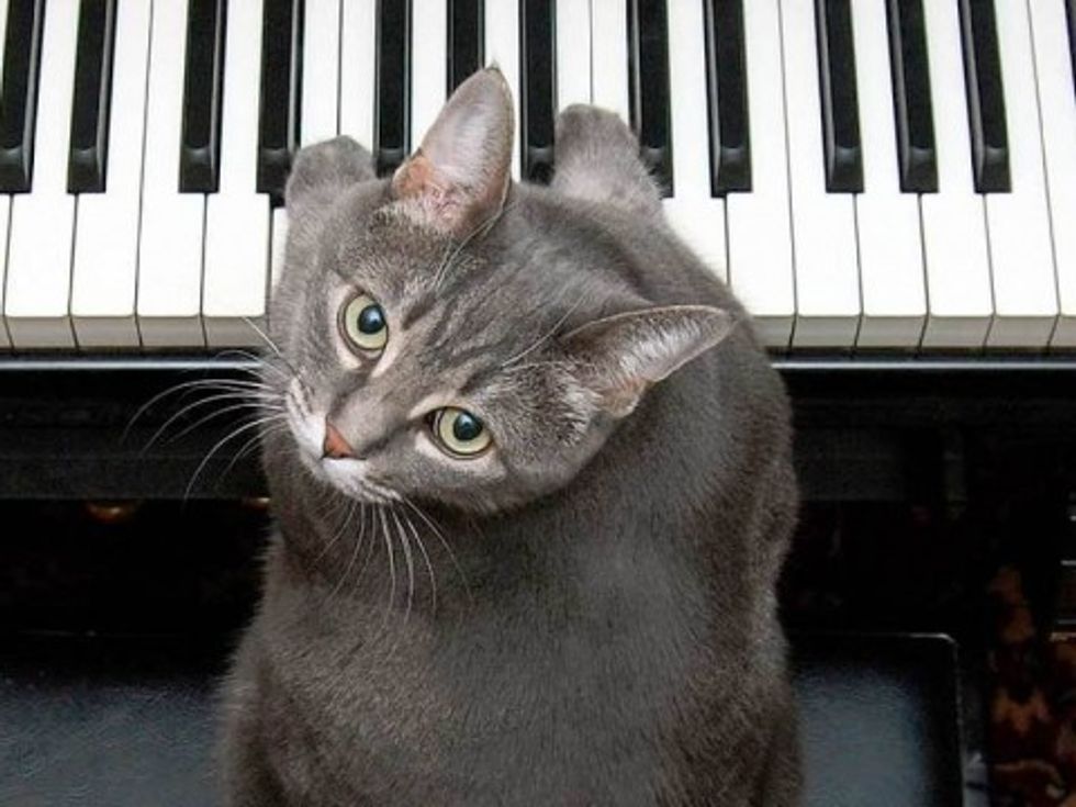 Forget AI, Musicians Need To Be Scared Of ...Cats!